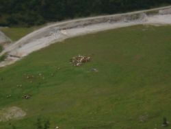 2013-09-08_6Falkenh-Steinfalk (337).JPG